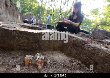 Quedlinburg, Allemagne. 05th Sep, 2024. Un crâne est découvert par les archéologues sur le site de fouille. Des fouilles archéologiques par le Bureau d'État de Saxe-Anhalt pour la préservation des monuments et l'archéologie (LDA) ont actuellement lieu sur l'ancienne colline de potence. Il existe des preuves historiques de la potence sur l'actuel Galgenberg sur Lehofsweg depuis 1662. De nombreuses découvertes de squelettes humains et de parties de squelettes prouvent qu'une haute juridiction a été exercée sur ce site, abandonné en 1809. Les résultats et les découvertes ont été présentés aujourd'hui. Crédit : Matthias Bein/dpa/Alamy Live News Banque D'Images