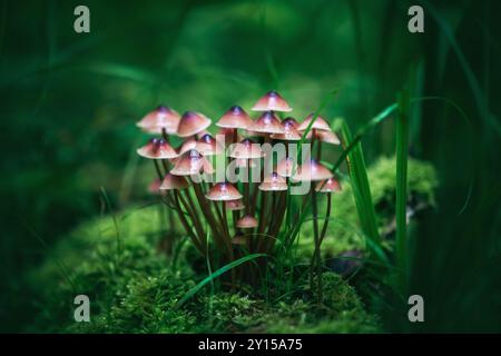 Photo de conte de fées les champignons Mycènes poussent magnifiquement sur une bûche dans la forêt, entourés de mousse verte, d'herbe et de feuilles Banque D'Images