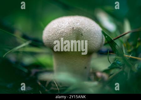 Champignon imperméable épineux dans la forêt Banque D'Images