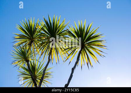 Chou de Nouvelle-Zélande (Cordyline australis) Māori nom de tī ou tī kōuka Banque D'Images