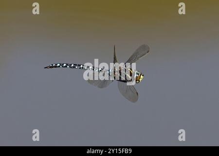 Homme Hawker commun (Aeshna juncea) volant en Suisse août 2024 Banque D'Images