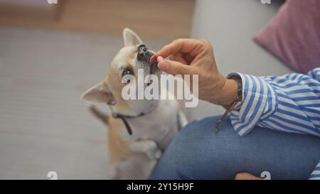 Une femme mature nourrit avec amour un régal à son chihuahua attentif dans un cadre confortable de salon. Banque D'Images