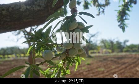 Gros plan de jeunes fruits d'amande sur une branche d'arbre dans un verger ensoleillé dans les pouilles, italie. Banque D'Images