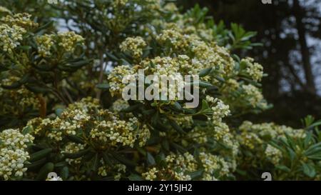 Gros plan d'un arbuste viburnum tinus en pleine floraison avec des grappes de fleurs blanches à l'extérieur dans les pouilles, dans le sud de l'italie, mettant en valeur le feuillage vibrant et Banque D'Images