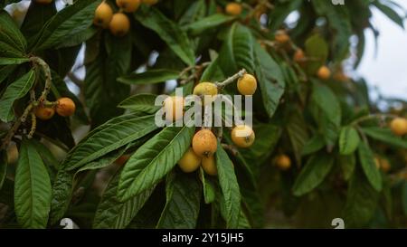 Gros plan d'un loquat commun eriobotrya japonica avec des fruits mûrs et des feuilles vertes luxuriantes dans un cadre extérieur dans les pouilles, dans le sud de l'italie. Banque D'Images