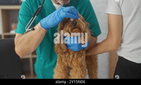 Un vétérinaire en gommage examine les yeux d'un caniche tandis que le propriétaire du chien, une jeune personne, le tient dans une clinique. Banque D'Images