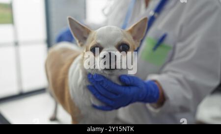 Une femme hispanique vétérinaire manipulant doucement un chien chihuahua avec des mains bleues gantées dans une salle de clinique vétérinaire. Banque D'Images