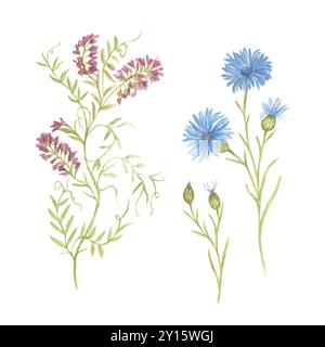 Un ensemble de fleurs sauvages. Bleuet et herbe rampante. Illustration botanique à l'aquarelle pour la conception de cartes postales, modèles d'affiche, salutations Banque D'Images