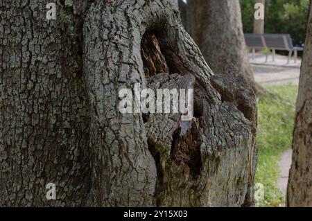 Vue rapprochée d'un vieux grand chêne avec un talon d'aspect altéré sur la droite avec une petite section en forme de V où vous pouvez voir un banc de parc en métal Banque D'Images