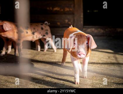 Jeune porcelet au pelage marron et blanc distinctif. Le porcelet a une expression curieuse et est debout sur un sol en terre battue, probablement dans une grange ou un enclos. Banque D'Images