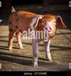 Jeune porcelet au pelage marron et blanc distinctif. Le porcelet a une expression curieuse et est debout sur un sol en terre battue, probablement dans une grange ou un enclos. Banque D'Images