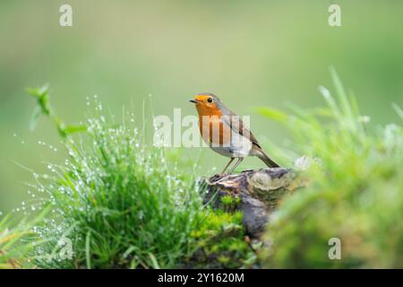 Robin européen, Erithacus rubecula aux abords Banque D'Images