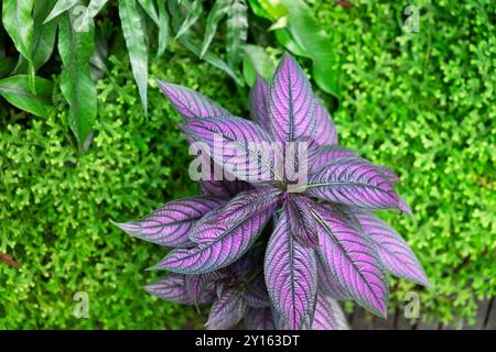 Strobilanthes dyeriana Banque D'Images