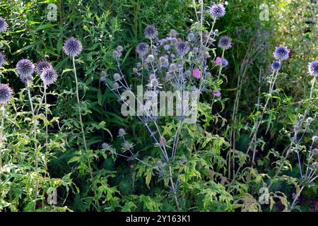 Eryngium planum bleu mer houx fleurissant en été dans une frontière herbacée à l'Oxford Botanical Garden Oxfordshire Angleterre Royaume-Uni KATHY DEWITT Banque D'Images