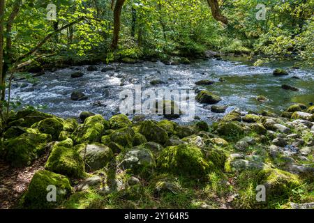 La rivière Rothay court vite sur des pierres dans l'après-midi soleil avec la mousse verte luxuriante recouverte de roches au premier plan. Banque D'Images