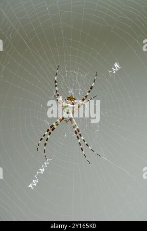 Araignée argentique sur une toile Banque D'Images