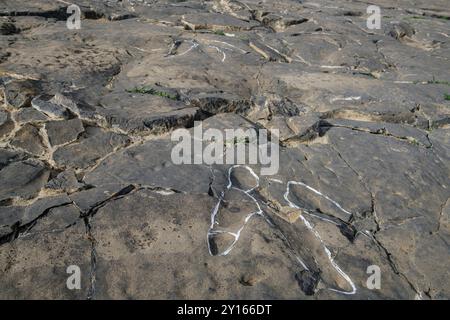 Traces de dinosaures, le dépôt des Ichnites de l'ère Peladillo, Igea, la Rioja , Espagne, Europe. Banque D'Images
