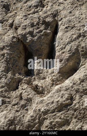 Traces de dinosaures, site de Valdecevillo, Enciso, la Rioja , Espagne, Europe. Banque D'Images