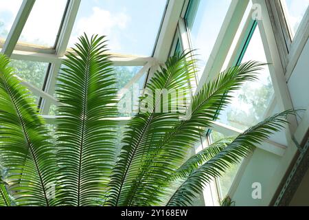 Plantes exotiques vertes feuillus en gros plan sur terrasse vitrée, serre. Nature en été. Arrière-plan pour le texte. Banque D'Images