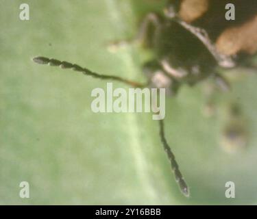Insecte rayé du coléoptère des puces (Phyllotreta striolata) Banque D'Images