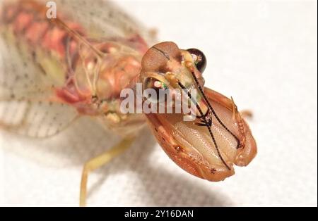 Insecte du lacet de Mantis (Ditaxis biseriata) Banque D'Images