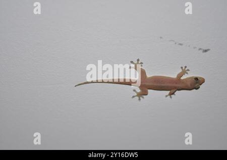 Gecko (Gehyra mutilata) Reptilia commun à quatre griffes Banque D'Images