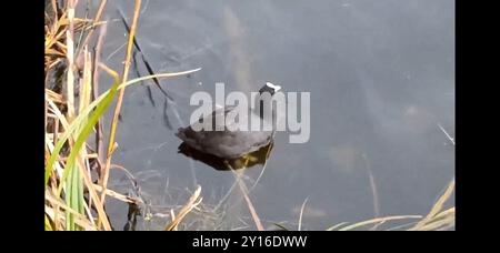 Australasian Coot (Fulica atra australis) Aves Banque D'Images