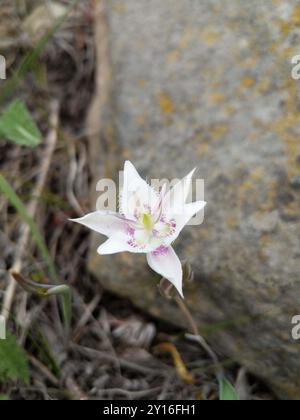 Lyall's Mariposa Lily (Calochortus lyallii) Plantae Banque D'Images