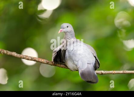 Portrait d'un pigeon de bois perché sur une branche d'arbre, Royaume-Uni. Banque D'Images