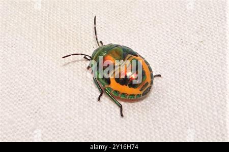 Green Jewel Bug (Lampromicra sénateur) Insecta Banque D'Images