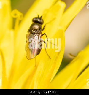 Mouches à frire (Chloropidae) Insecta Banque D'Images