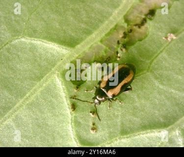 Insecte rayé du coléoptère des puces (Phyllotreta striolata) Banque D'Images