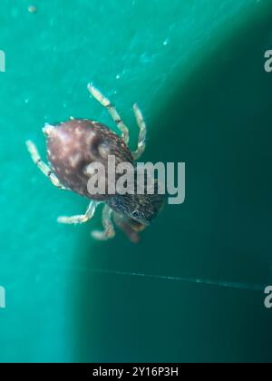 Araignée sauteuse de chêne (Ballus chalybeius) Arachnida Banque D'Images