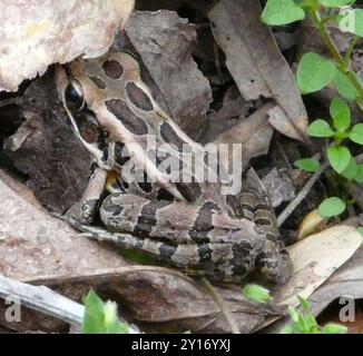 Grenouille pickerelle (Lithobates palustris) amphibie Banque D'Images