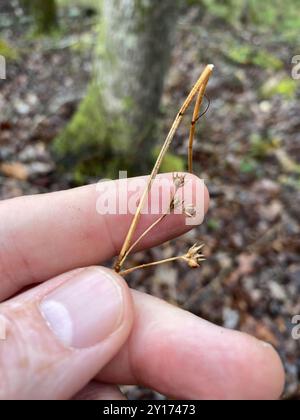 Ruée cuirassée (Juncus coriaceus) Plantae Banque D'Images
