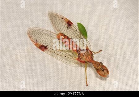 Insecte du lacet de Mantis (Ditaxis biseriata) Banque D'Images