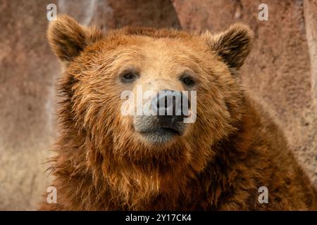 Ours bruns Banque D'Images