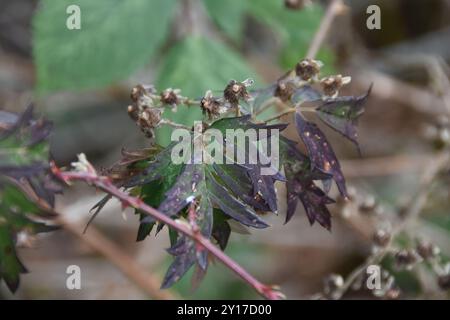 Mûrier à feuilles coupées (Rubus laciniatus) Plantae Banque D'Images