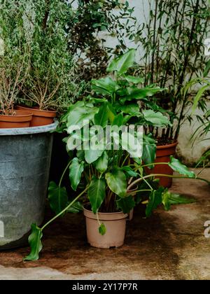 Différentes plantes dans des pots de fleurs dans le magasin de fleurs. Centre de jardin et concept de fournisseur en gros. Banque D'Images