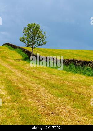 Paysage avec des arbres et des murs de pierres sèches au printemps dans le parc national de Peak District, Angleterre Royaume-Uni. Banque D'Images