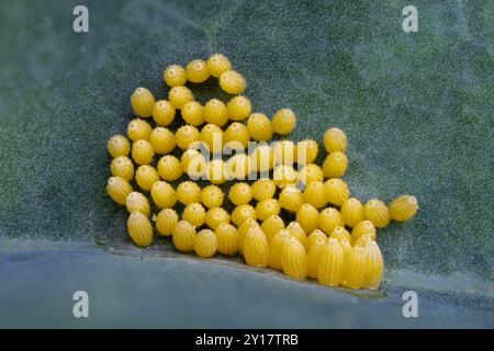 Œufs du grand papillon blanc, Pieris brassicae, sur feuille de chou, septembre, Catbrook, Monmouthshire. Famille Pieridae (blancs). Banque D'Images