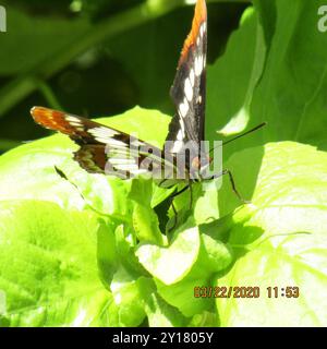 L'amiral de Lorquin (Limenitis lorquini) Insecta Banque D'Images