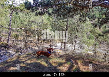 Colline de sable avec des pins abondants avec un teckel brun à poil court debout regardant la caméra, journée de printemps ensoleillée dans les dunes de Schoorlse Duinen natu Banque D'Images