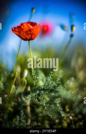 Photographie rapprochée d'une fleur sauvage éclatante capturée avec un objectif Leica Noctilux grand ouvert, mettant en valeur la beauté naturelle et les détails complexes. Parfait fo Banque D'Images