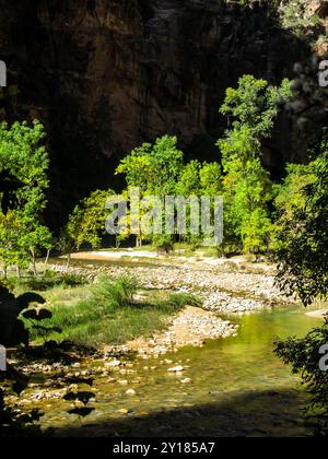 Forêt fluviale verte vibrante sur les rives de la Virgin River avec les falaises abruptes en arrière-plan dans l'ombre. Banque D'Images