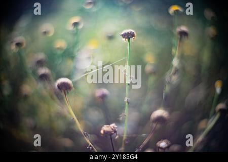 Un gros plan époustouflant de plantes sauvages capturées avec un objectif Leica Noctilux grand ouvert, mettant en valeur la beauté naturelle et les effets bokeh. Banque D'Images