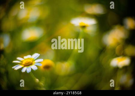 Photo rapprochée vibrante de plantes sauvages mettant en valeur la beauté naturelle et la texture à l'aide d'un Leica Noctilux. Capture un effet d'arrière-plan flou et rêveur Banque D'Images