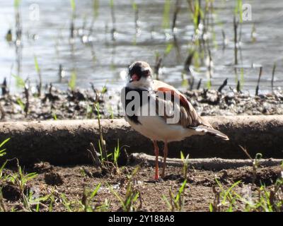 Dotterel à fronts noirs (Charadrius melanops) Aves Banque D'Images