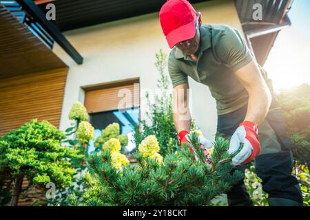 Un jardinier en gants et un chapeau rouge taillent soigneusement un jeune pin dans une cour magnifiquement aménagée sous un ciel clair. Banque D'Images