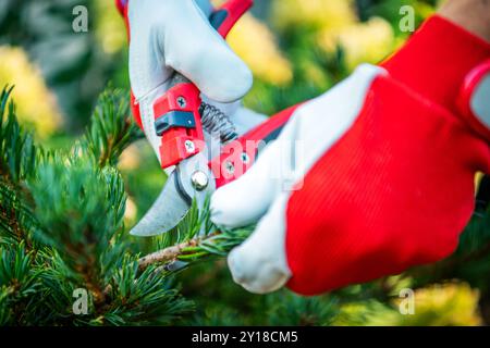 Un jardinier coupe soigneusement les branches vertes avec des sécateurs tout en portant des gants de protection dans un cadre de jardin dynamique. Banque D'Images